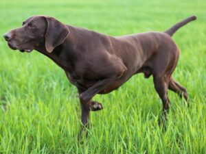 English pointer (dog)