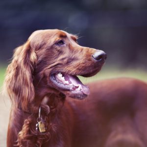 Irish Setter