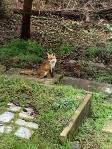 A fox sits in a residential yard
